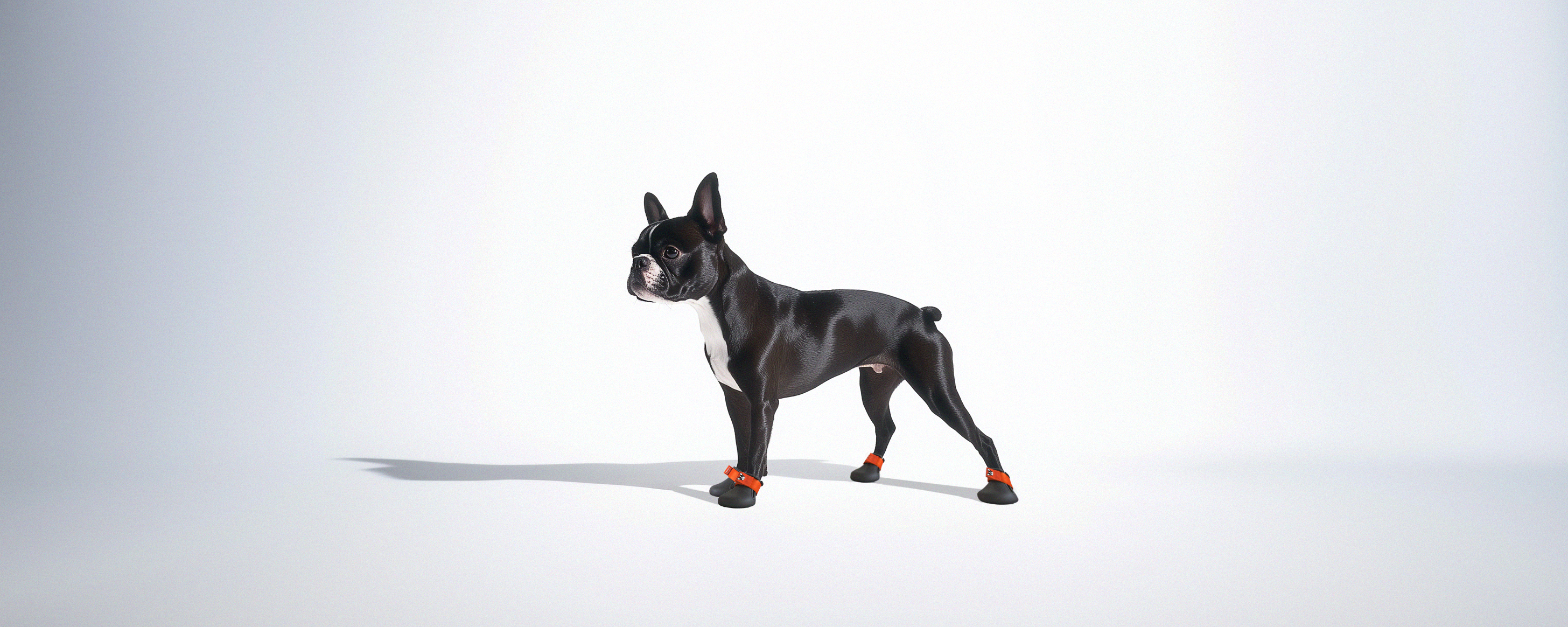 A Boston terrier wearing custom made 
 dog shoes