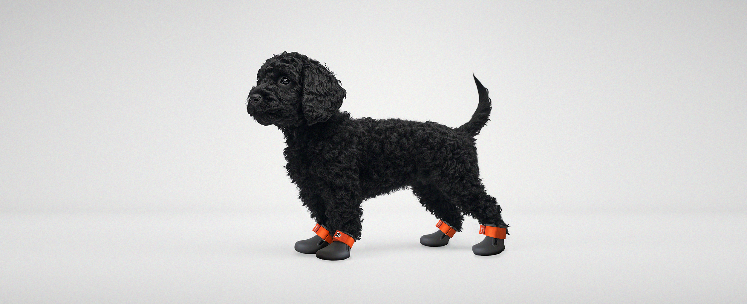 A Cockapoo wearing custom made dog shoes