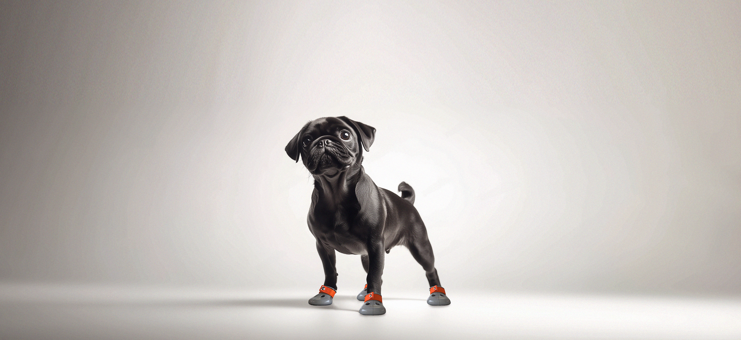 A Pug wearing custom made summer dog shoes