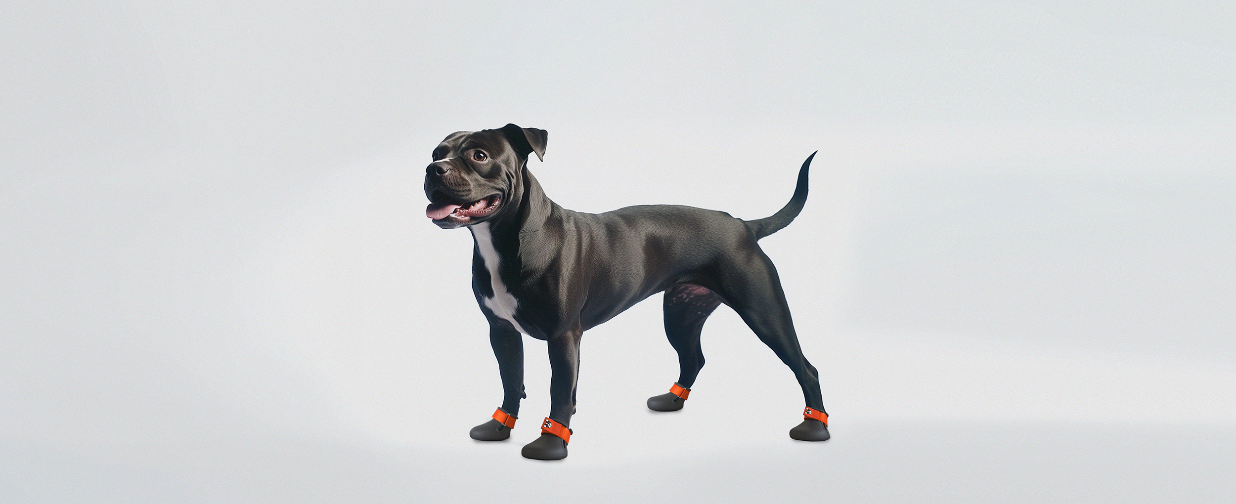 A Staffordshire bull terrier wearing custom made dog shoes