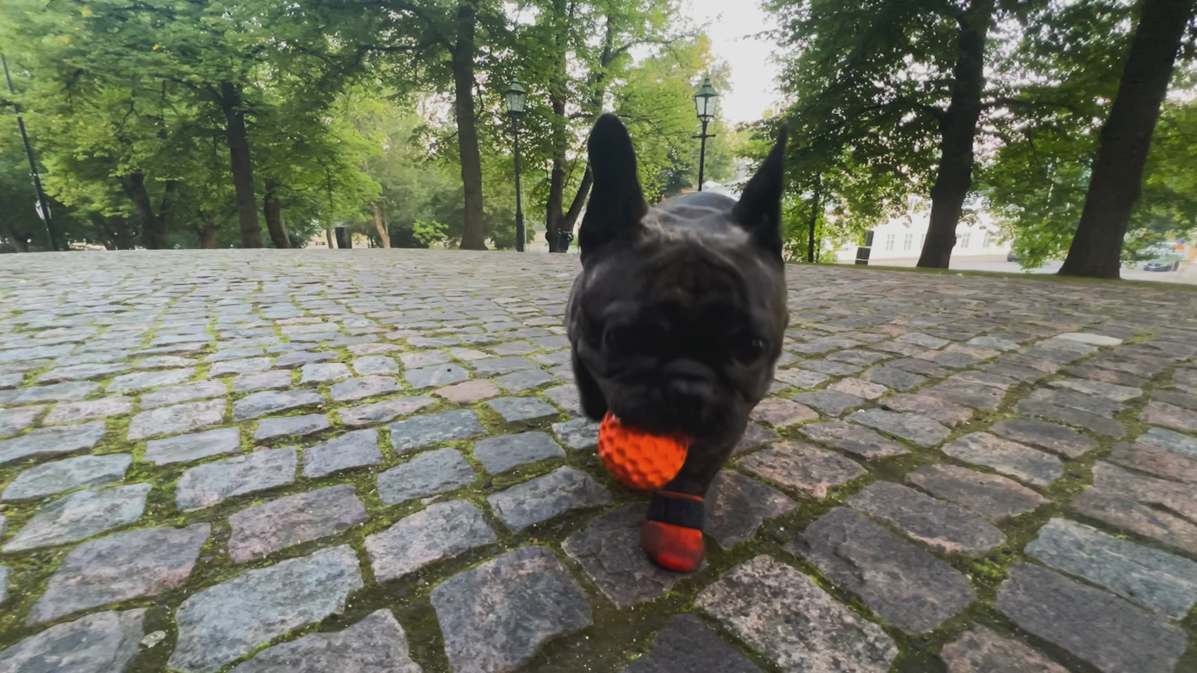 Load video: Custom made french bulldog shoes. Dog shoes for hot weather. Dog shoes that stay on and protect paws the best. French bulldog shoes protect all dogs&#39; paws from weather or medical conditions like walking difficulties, wounds, or dragging feet, knuckling.