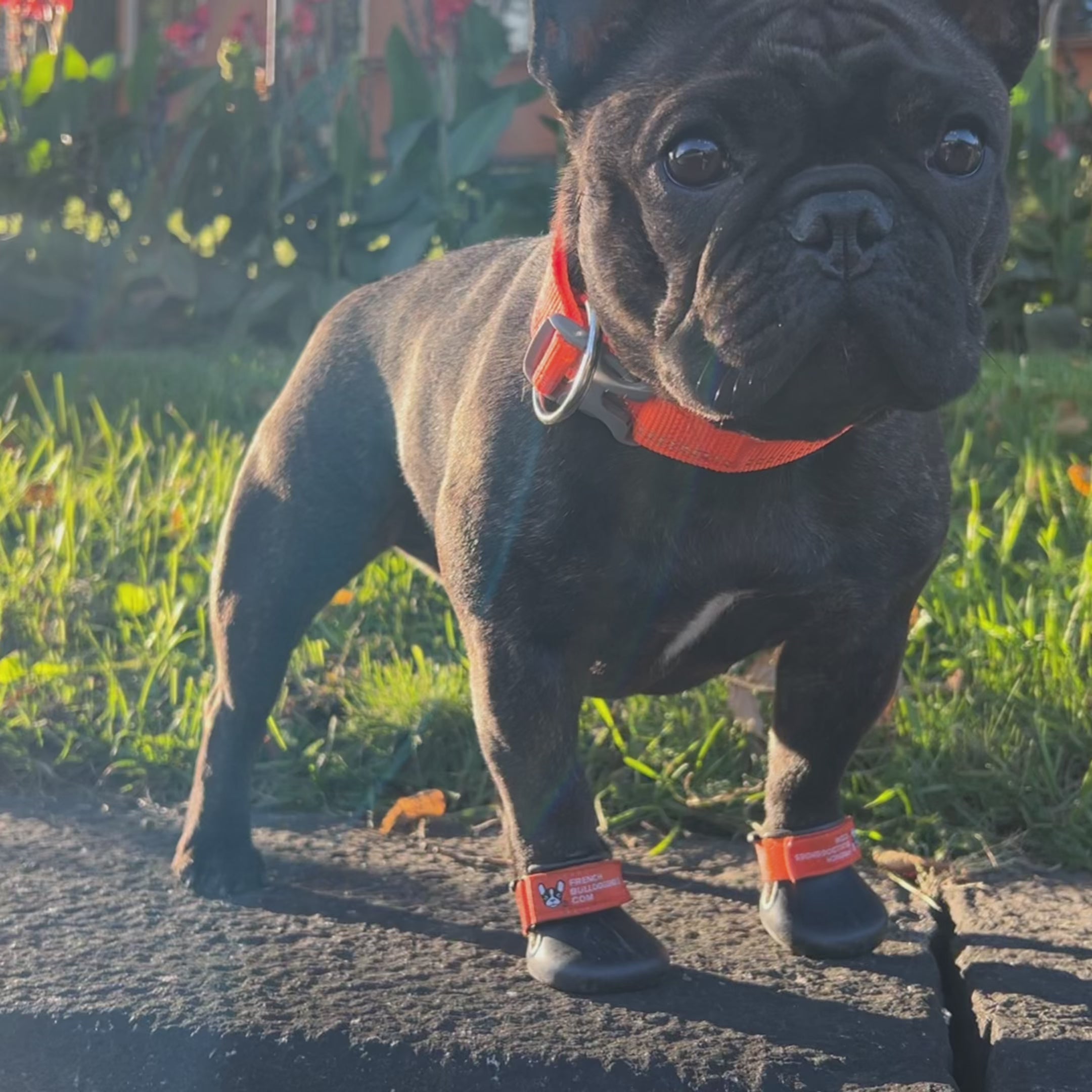 Load video: Custom made french bulldog shoes. Dog shoes for hot weather. Dog shoes that stay on and protect paws the best. French bulldog shoes protect all dogs&#39; paws from weather or medical conditions like walking difficulties, wounds, or dragging feet, knuckling.